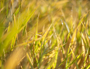 Yellow autumn colored grass with morning dew and warm light with shallow focus
