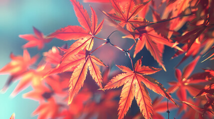 Autumnal Glow: Crimson maple leaves bathed in a soft, ethereal light, their intricate veins and vibrant hues create a breathtaking scene of nature's artistry.  