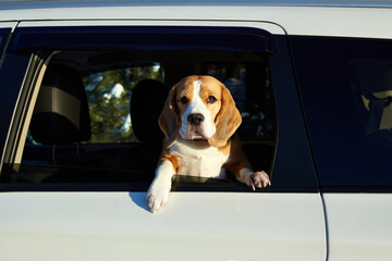 The dog travels by car. Cute beagle dog looks out of the car window. 