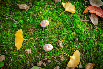 イチョウと銀杏でできた顔