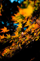 太陽に照らされる紅葉の葉