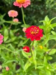 A vibrant red zinnia flower stands out amidst lush green leaves, with pink and yellow zinnias nearby, creating a colorful and lively garden scene.