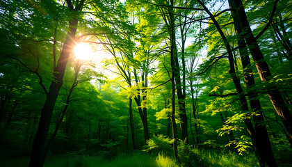 Fototapeta premium Vivid scenery of beautiful sunlight in a lush green forest, with vibrant colors and pleasant contrast isolated with white highlights, png