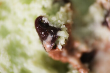Macro shot of expired or freezer burn chocolate mint ice cream