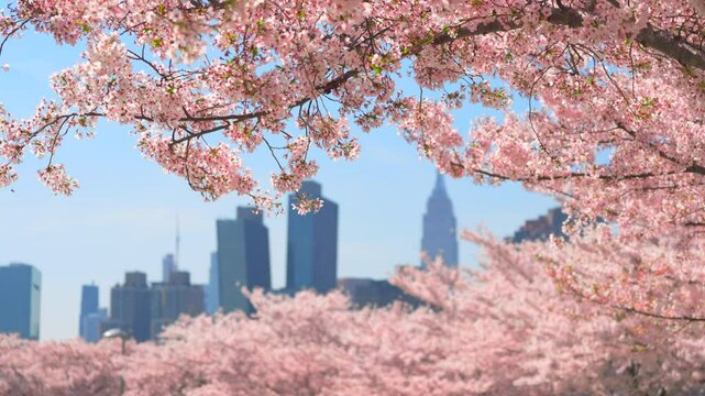 NEW YORK, NEW YORK - USA - APRIL 9: Yoshino Cherry blossoms are in full bloomed toward Midtown Manhattan skyscraper at Hunter&rsquo;s Point South Park beside East River at Long Island City, Queens, New York