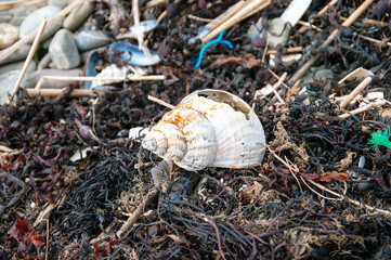 A shell is laying on top of a pile of seaweed