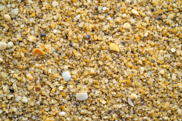 Sandy beach texture, fine golden grains with small seashells scattered for natural detail