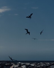 flock of seagulls