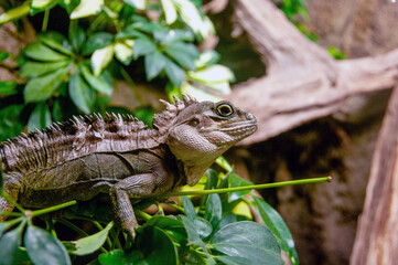 A lizard is on a leafy branch