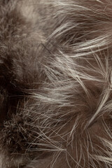 Gray and black natural fur. Textured background. Slow fashion