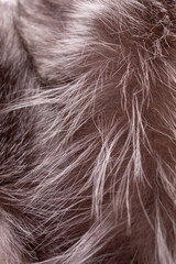 Fototapeta premium Gray and black natural fur. Textured background. Slow fashion