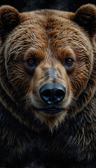 Dramatic Brown Bear Photography on Dark Backgrounds for a Deep and Evocative Wildlife Image