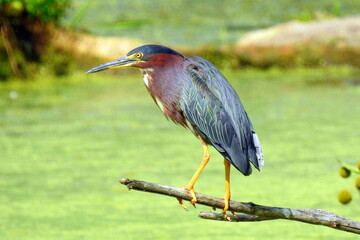 Green Heron | Butorides virescens | North American Wading Bird