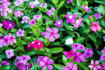 Impatiens walleriana flowers in the garden. Busy Lizzie (British Isles) flower, balsam, sultana, or simply impatiens. Beautiful flower in the sunlight. Nature background