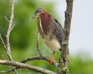 Green Heron | Butorides virescens | North American Wading Bird