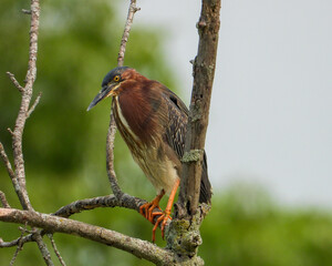 Green Heron | Butorides virescens | North American Wading Bird