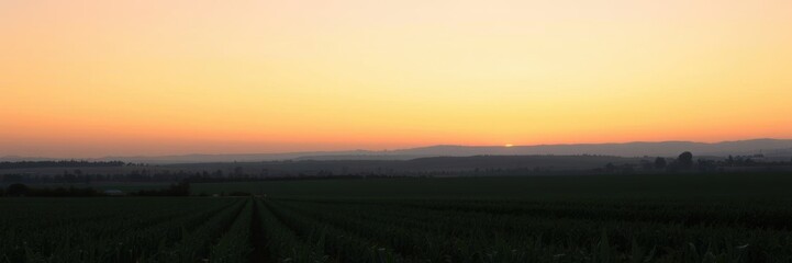 Fototapeta premium Vibrant orange sunset casting a warm glow over a peaceful field of wheat, rural, serene