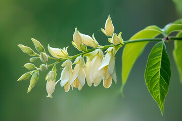 Obraz premium Pale White Flowering Branch with Soft Petals Against a Green Background, Capturing the Delicate Beauty of Nature in Springtime