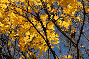 View from below of a tree canopy with vibrant yellow autumn leaves against the sky.