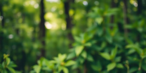 Obraz premium Green bokeh background with blurred effect from lush nature forest, green, foliage