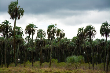 Parque Nacional el Palmar, Litoral Argentino
