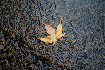 The fallen leaves on the rocks of Suzhou Street, Summer Palace, Beijing