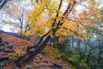 Early Winter Scenery at the North Foot of Wanshou Mountain in Summer Palace