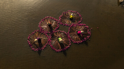 Harvesting water lilies in the floating season on Moc Hoa field, Long An.	