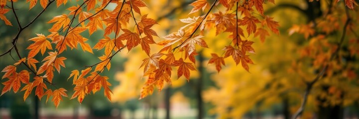 Obraz premium Blurred background of autumn park with vibrant foliage and trees, serene, fall