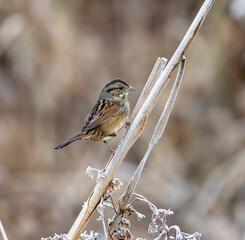 sparrow on a branch