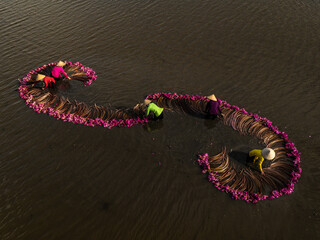 Harvesting water lilies in the floating season on Moc Hoa field, Long An.	