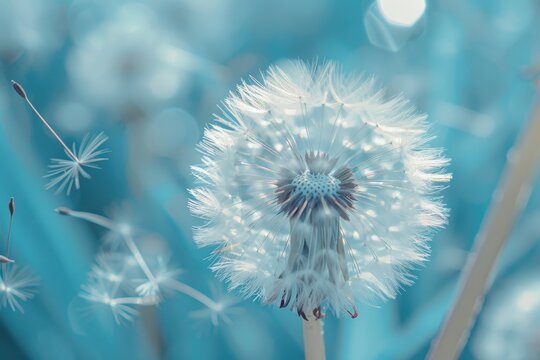 A dandelion seed head in a soft-focus image against a blue sky backdrop, with fluffy white seeds.