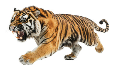 Obraz premium Powerful, agile tiger in action, cut out - stock png.