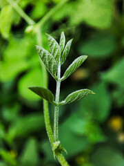 Fresh green young leaves on blurred background