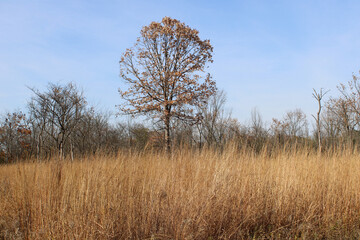 Single tree with brown leaves in autumn at Watersmeet Woods in Glenview, Illinois