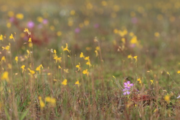 Drosera indica, sometimes known as the Indian sundew, is a species of sundew native to...