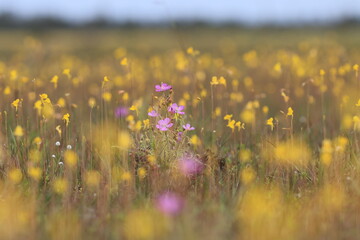 Drosera indica, sometimes known as the Indian sundew, is a species of sundew native to...