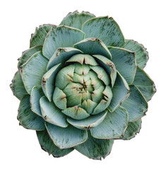 Obraz premium Succulent close-up in natural light, cut out - stock png.