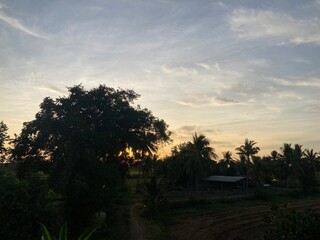 Morning amidst serene nature, the first light of the day pierces through the trees, creating a warm and tranquil atmosphere.
