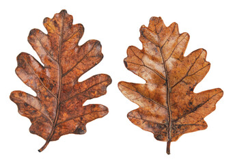 Obraz premium Autumn oak leaves on white background, cut out - stock png.