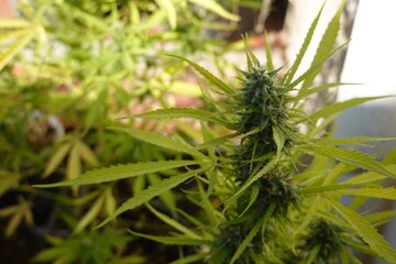 Detailed view of a cannabis plant showing serrated leaves and green buds in natural sunlight.