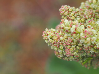 ルバーブの花の生態写真