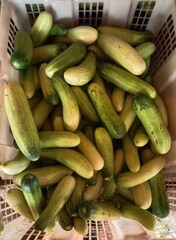 Cucumber in a market