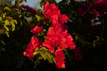 purple Blooming purple flower, bougainvillea glabra	
