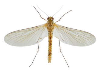 Yellow mosquito with clear wings, cut out - stock png.