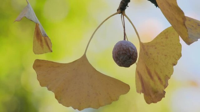Tokyo,Japan - November 28, 2024: Ripe gingko nuts on a tree in winter