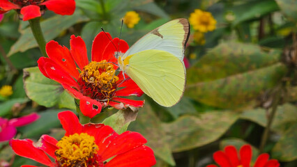 Beautiful yellow butterfly Appias drusilla feeding on a vibrant orange flower