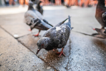Close-Up of Pigeons Foraging on Venetian Pavement Captures Everyday Urban Wildlife Moments