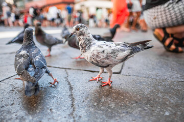 Urban Pigeons Gathering on a Stone Pavement in a Busy Marketplace
