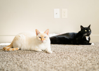 White and Black Two cats relaxing indoors on a carpeted floor with natural light
